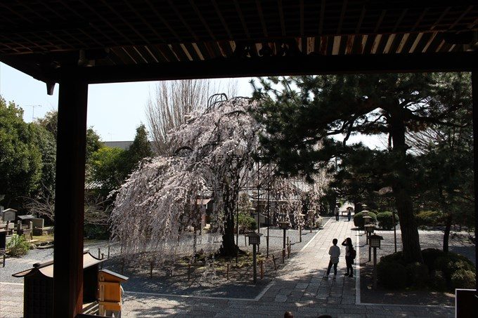 31本堂内部からの阿亀桜
