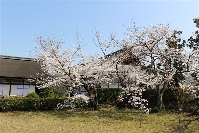 54桜と宸殿(左は書院)