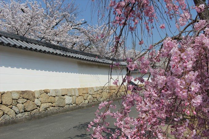 4勧修寺の枝垂れ桜とソメイヨシノ
