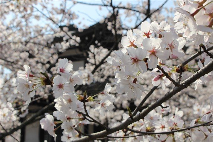 20桜アップ