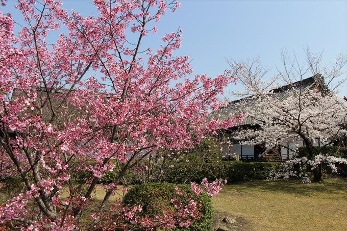53色の濃い桜(奥は宸殿)