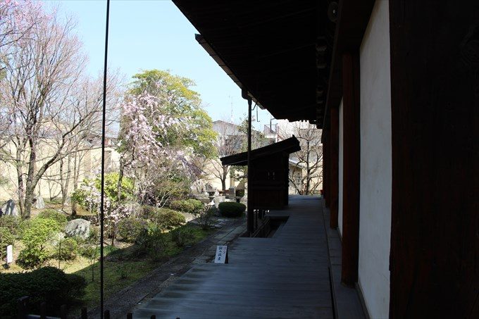 24本堂北側に桜
