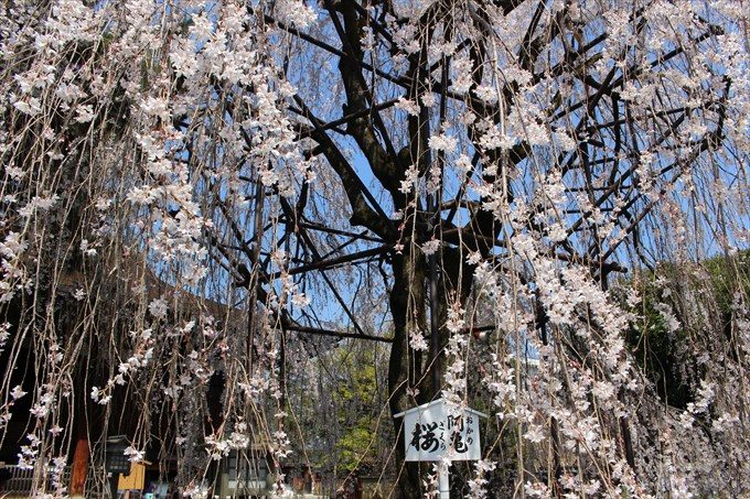 13おかめ桜を近くから