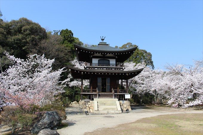 21大悲閣と桜