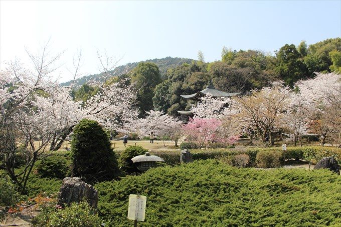 18勧修寺燈籠とハイビャクシンと桜