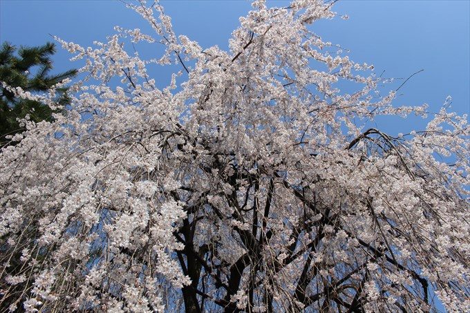 13おかめ桜を見上げる