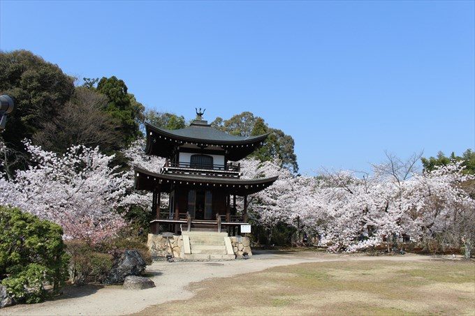 勧修寺の桜 一番の見頃はいつ 御朱印も頂きました 京都をぶらり お寺 神社 御朱印のブログ