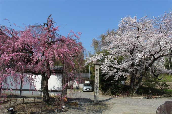 10枝垂れ桜とソメイヨシノ