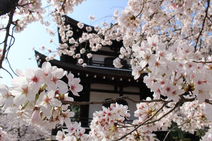 30勧修寺の桜