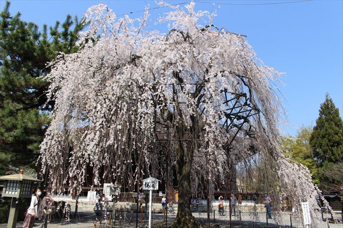 12阿亀桜