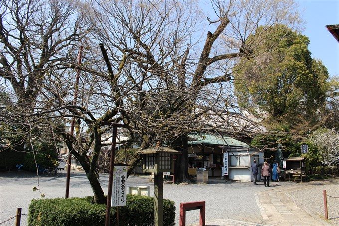 19普賢象ざくら（奥は朱印所）
