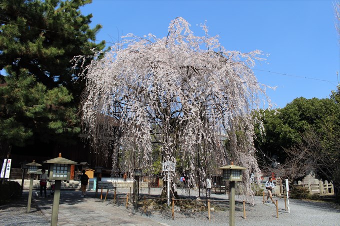 千本釈迦堂（大報恩寺）の満開おかめ桜！御朱印も頂きました♪