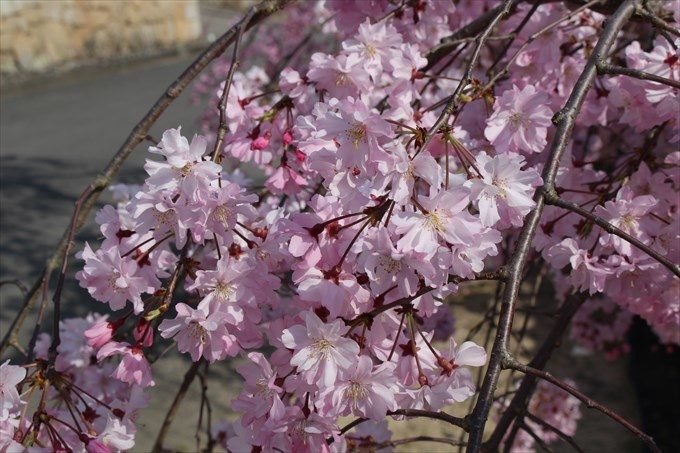 3勧修寺の参道の桜