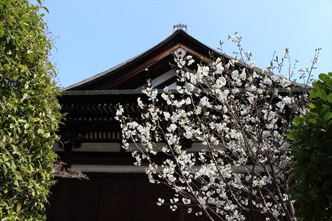 22本堂の側面と桜