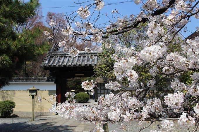 2南門と桜