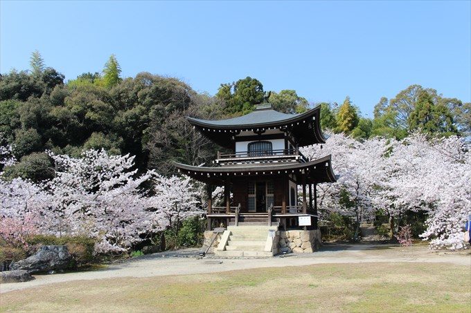 24勧修寺の大悲閣と桜