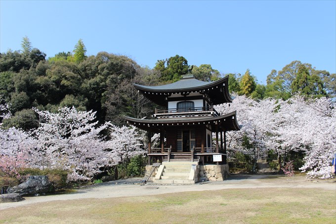 勧修寺の桜！一番の見頃はいつ？御朱印も頂きました！
