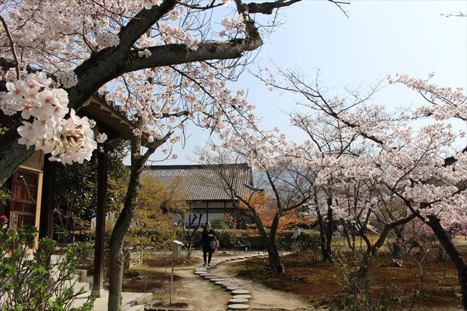 51五大堂前の桜