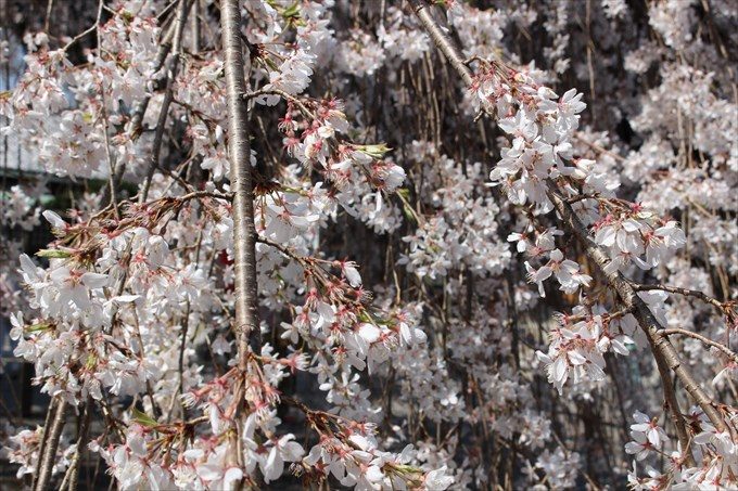 14おかめ桜をアップで