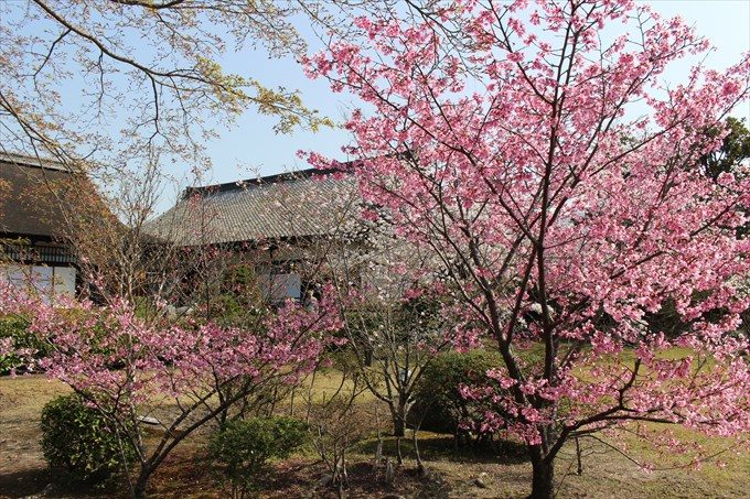 20色の濃い桜