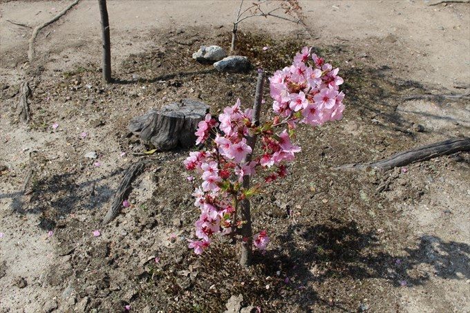 62小さな桜