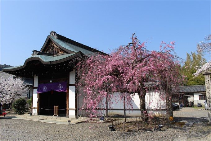9庫裏と枝垂れ桜