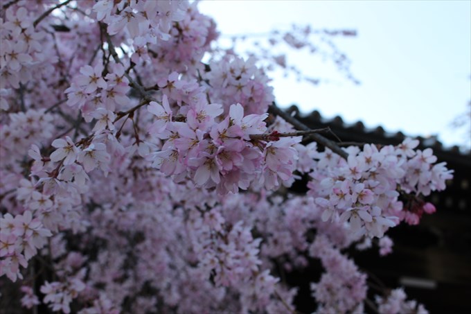 3妙満寺の桜アップ