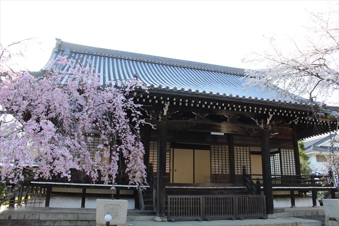 4大書院と桜