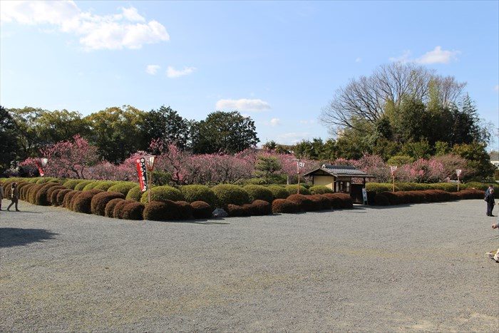 30小野梅園の見頃（全体）