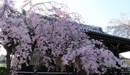 妙満寺の桜を写真でご紹介♪見頃はいつ？