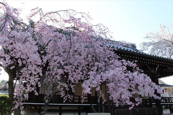 6枝垂れ桜