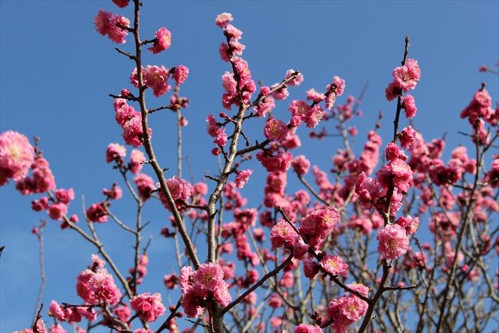 33随心院の梅の見頃(満開)