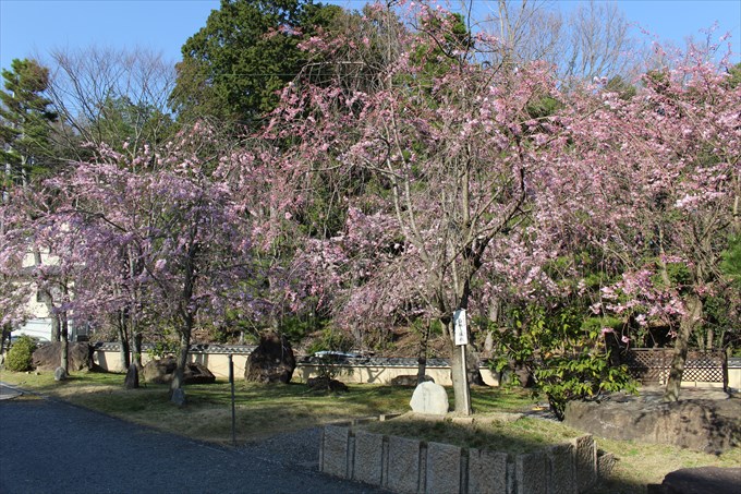 17妙満寺の桜園