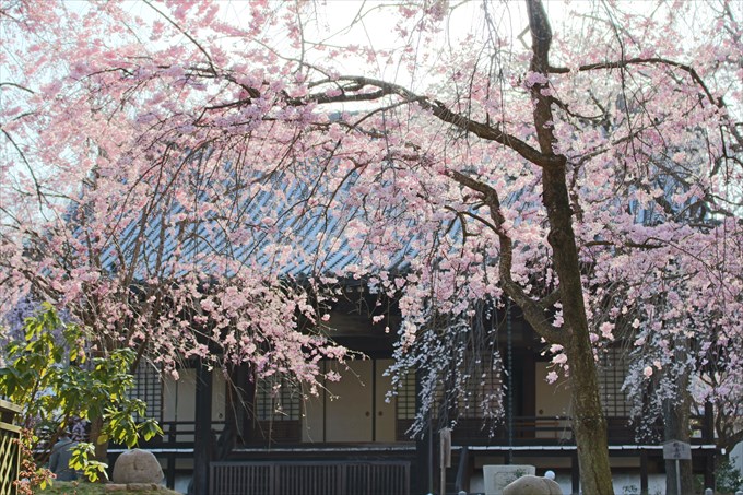 20桜園から大書院を撮影 (2)