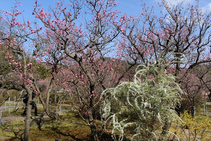 31随心院の梅園の見頃