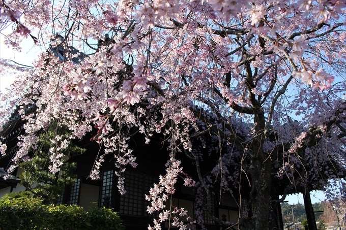 12大書院前の桜