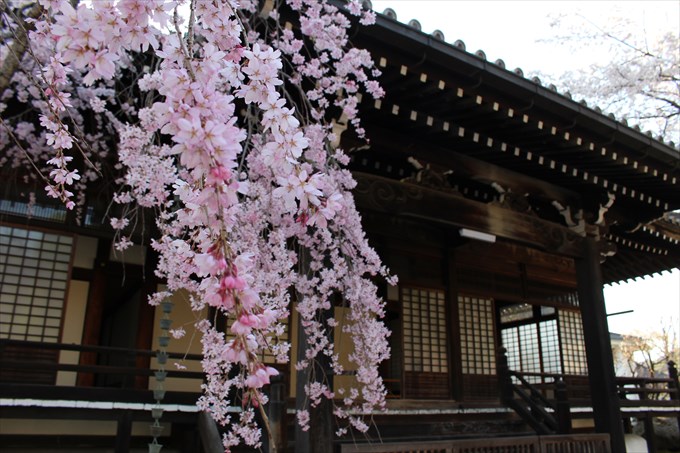 10妙満寺のしだれ桜
