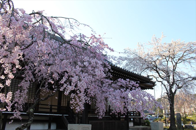 2妙満寺の大書院前の2本の桜