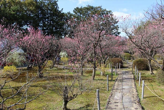 10小野梅林