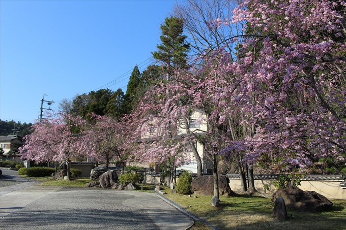 18妙満寺の桜園2