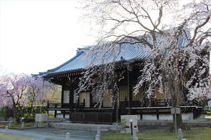 34大書院と桜