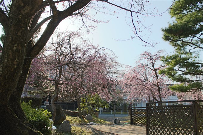 21妙満寺の桜園を道路から