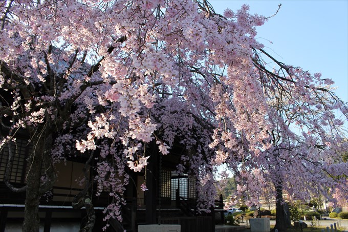 35妙満寺の桜