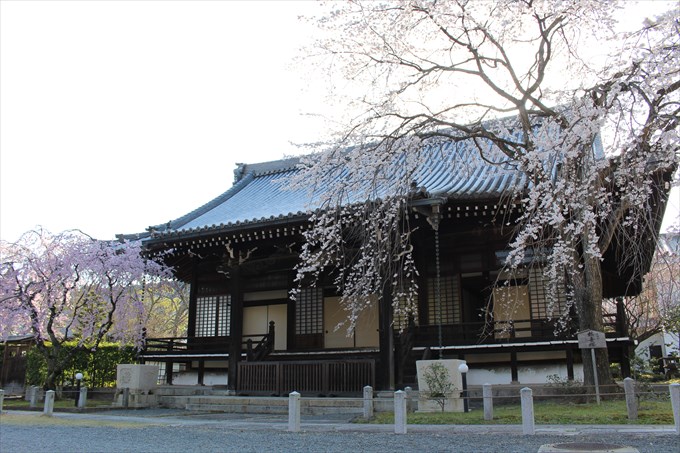 7大書院と桜