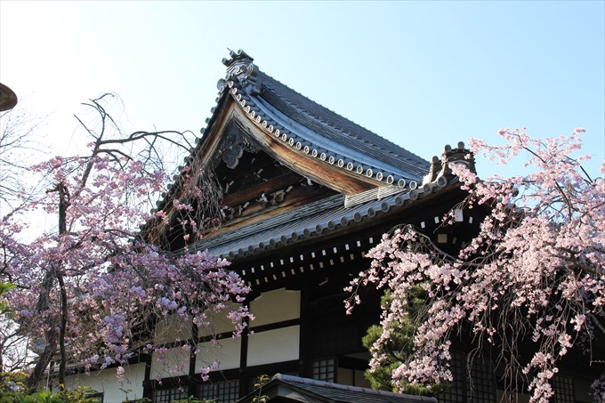 11大書院の屋根と桜