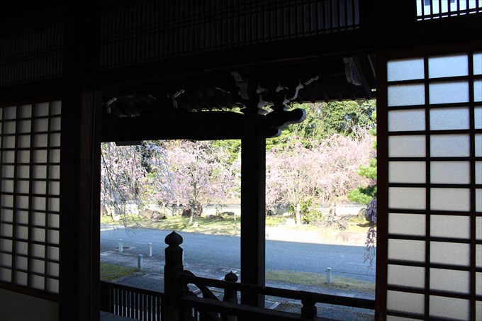 13大書院内部から桜園を眺める