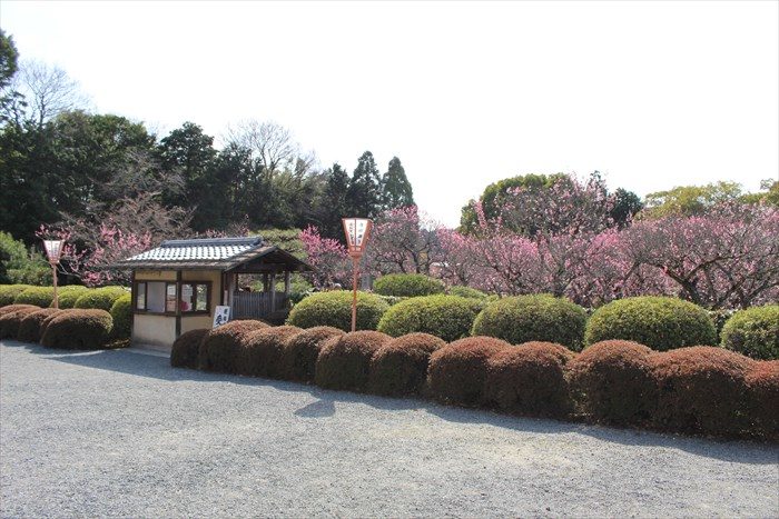 1随心院の梅林右側から