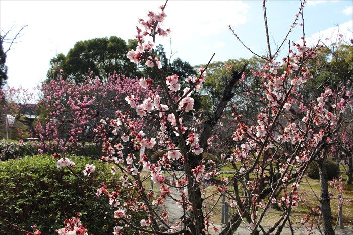 8随心院の梅