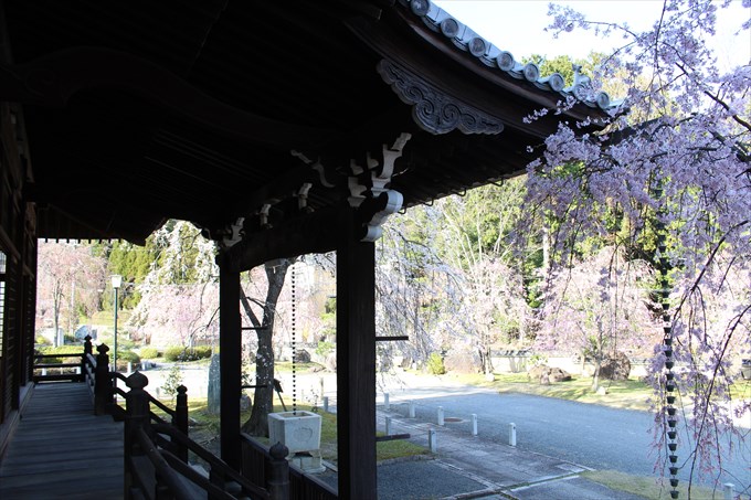 14大書院から桜園を眺める