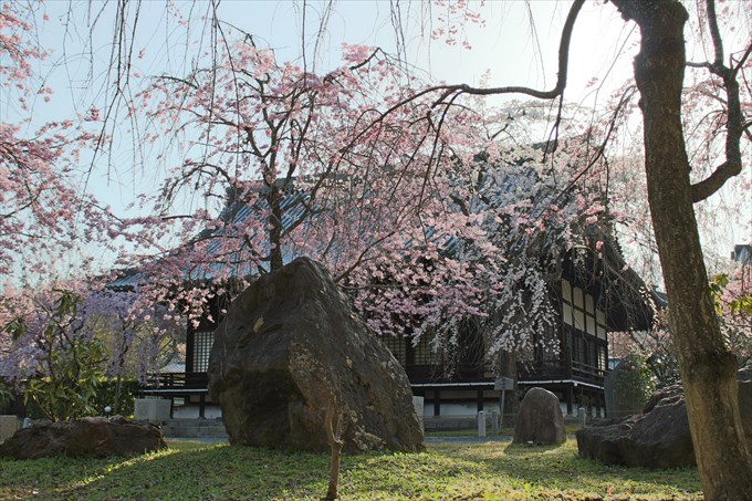 19桜園から大書院を撮影